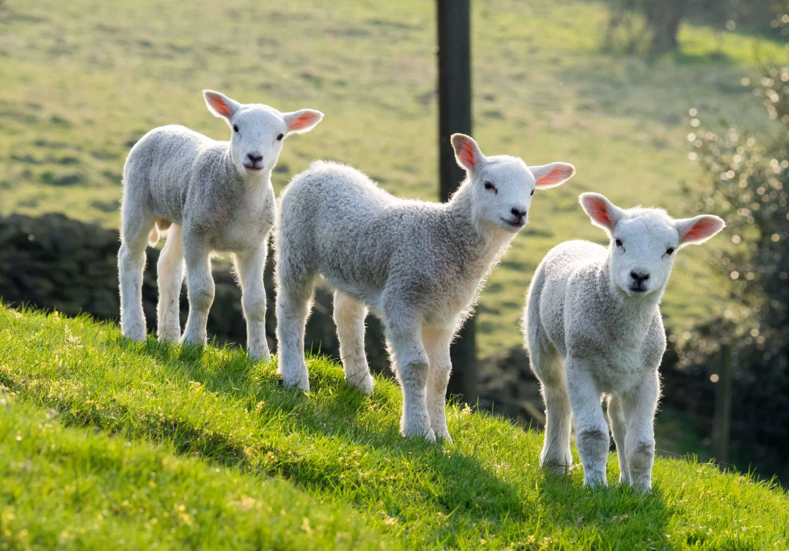 lambs